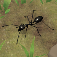 蚂蚁帝国模拟器手机版(Ant Empire Simulator)