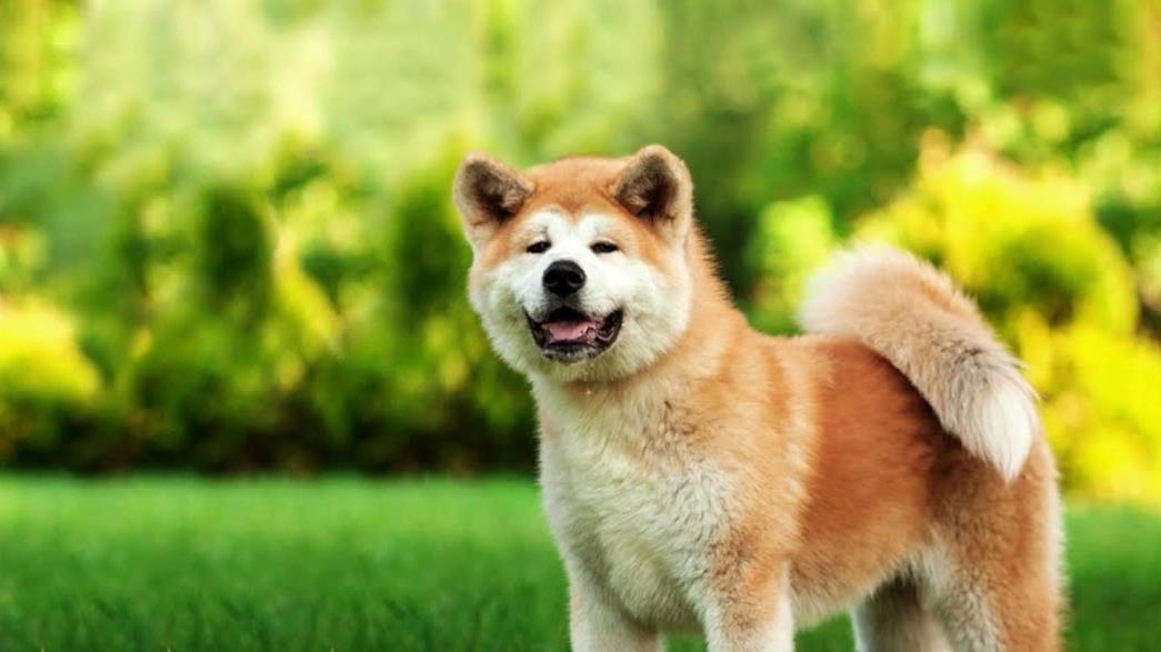 Akita Dog Simulator秋田犬模拟器游戏安卓版