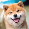 Akita Dog Simulator秋田犬模拟器游戏安卓版